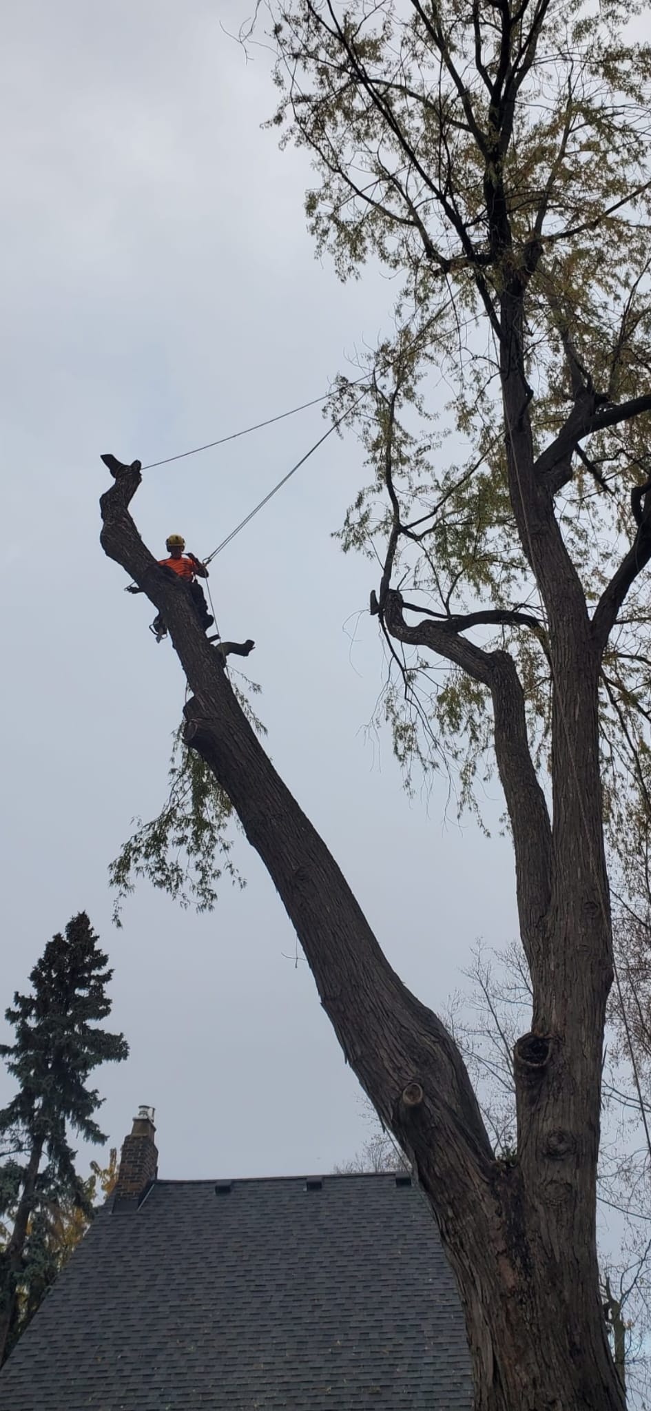Canopy Masters at work